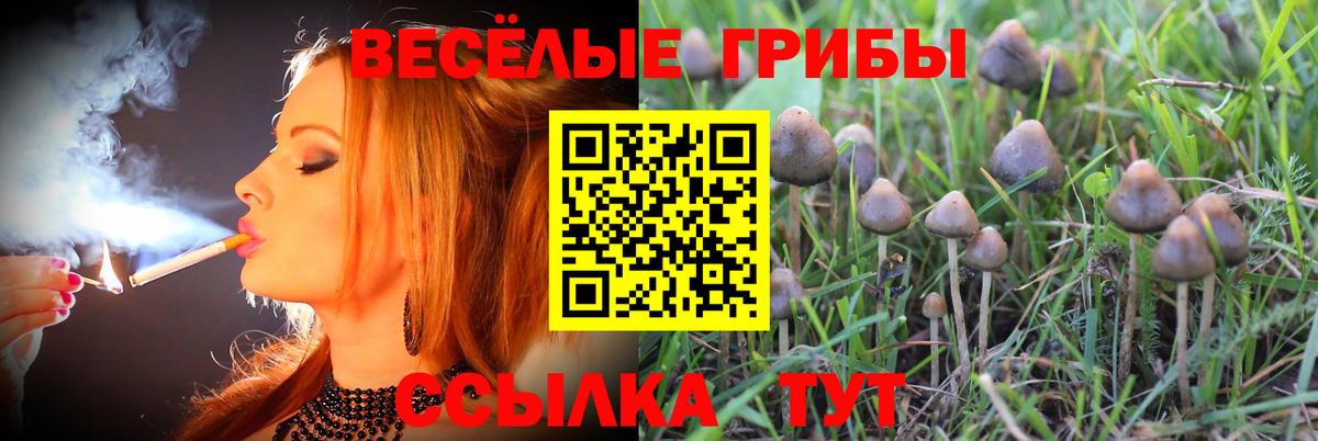 Псилоцибиновые грибы GOLDEN TEACHER  Галлюциногенные грибы Psilocybe  Котельники  Вход с VPN 
